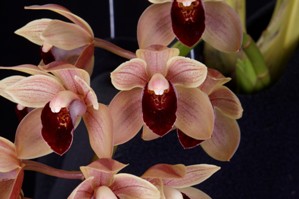 Cymbidium Lauritz Melchior Ori Gem AM/AOS 82 pts.